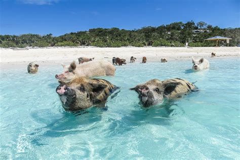 pigs in nassau|The Best Swimming with Pigs Tours in the Bahamas